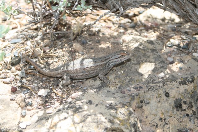 lizard.jpg